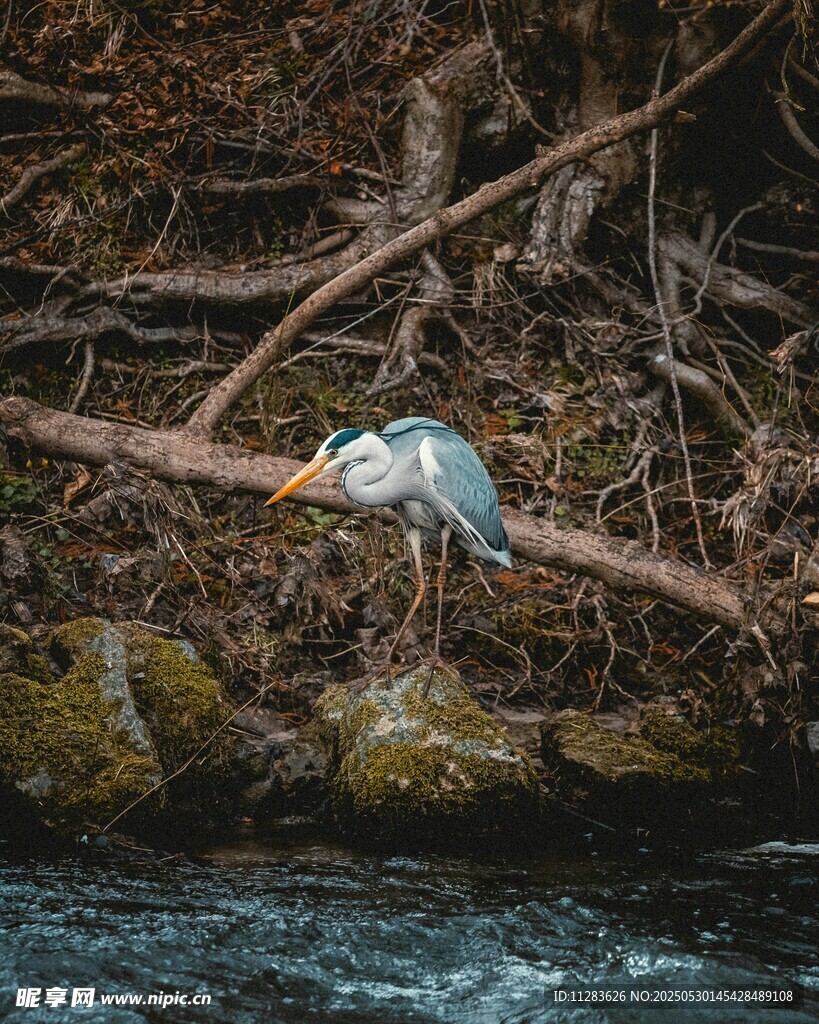 河畔栖于树枝的灰鹭