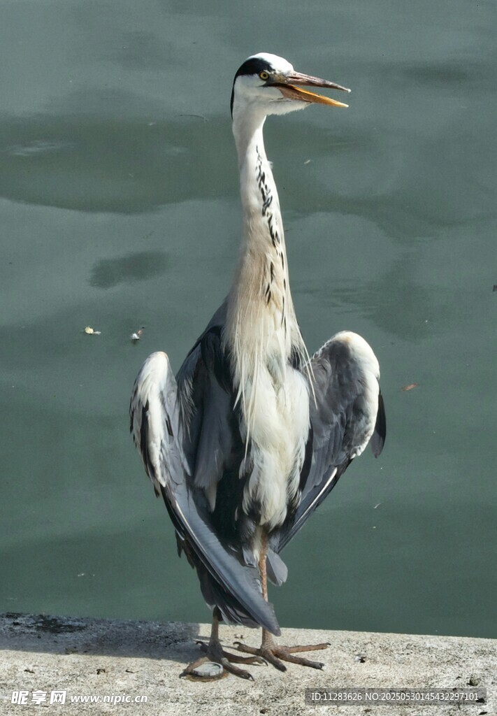 灰鹭展翅立于水边