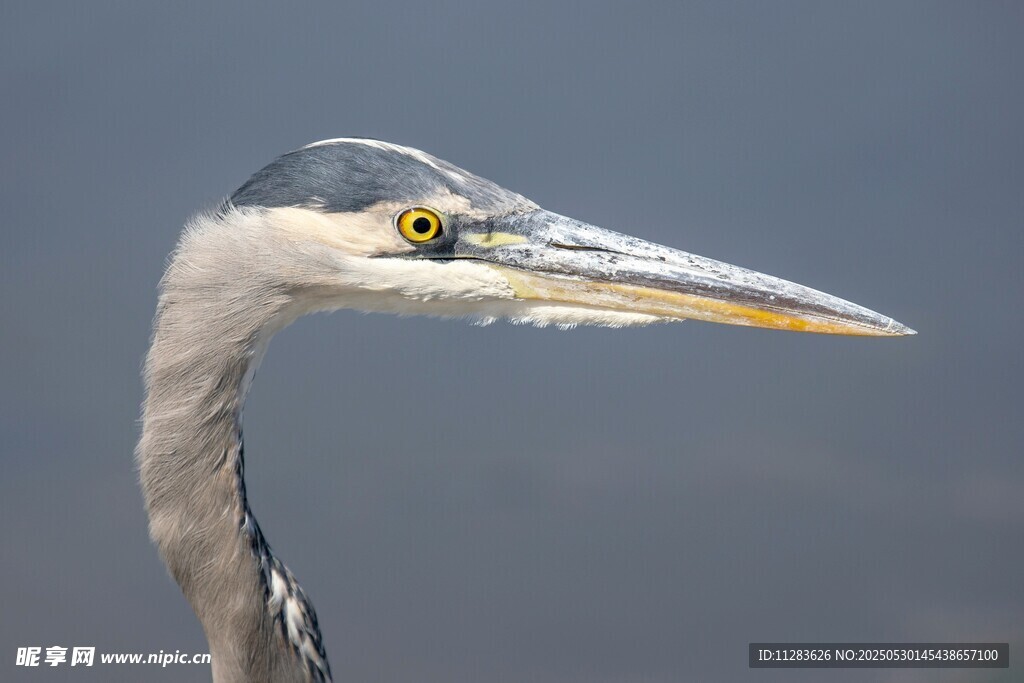 灰鹭特写