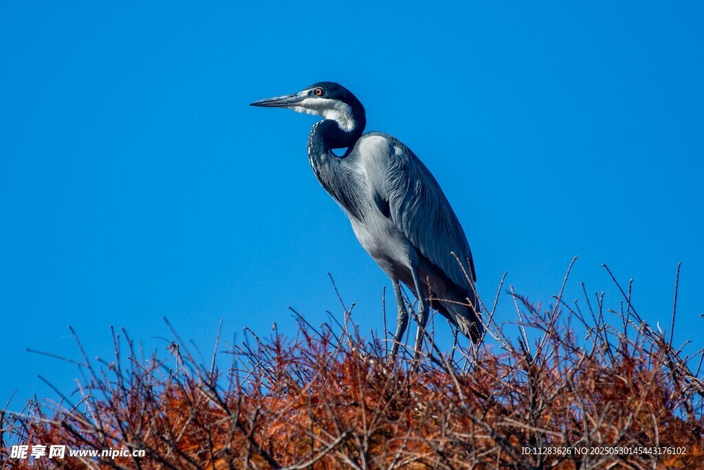 蓝天下伫立的灰鹭