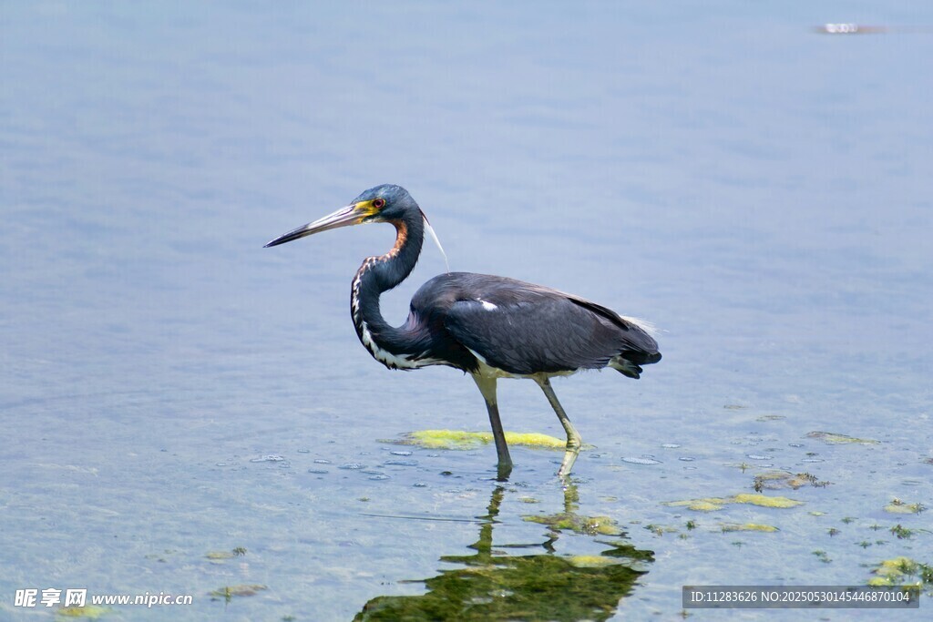 水中站立的灰鹭