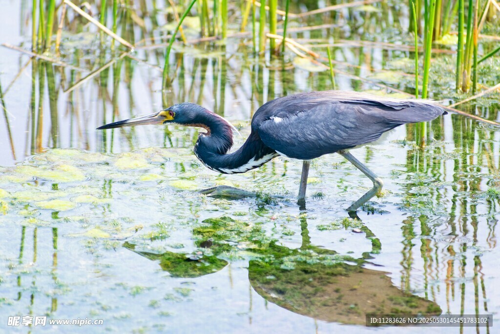 蓝鹭于水边湿地优雅觅食