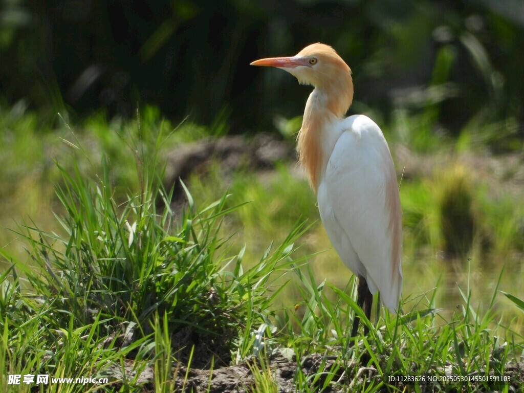 草地上的黄头白身鹭鸟