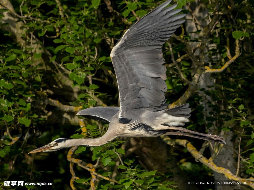灰鹭展翅于繁茂林间
