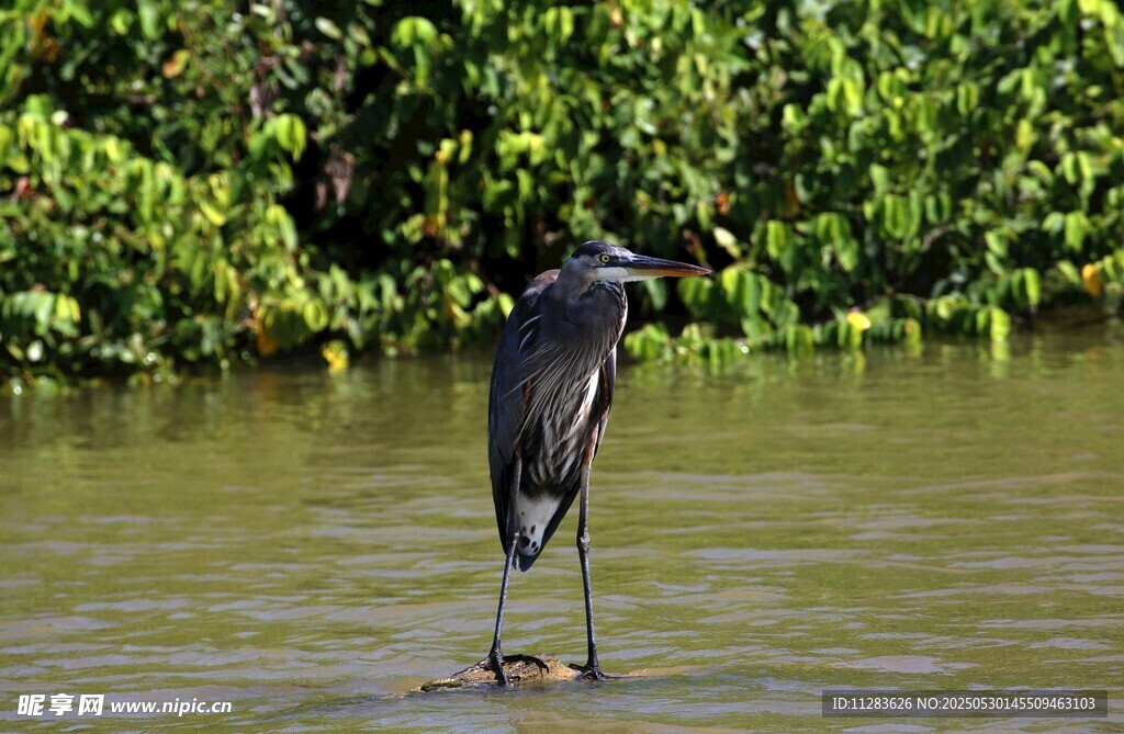 水中伫立的长腿黑鸟