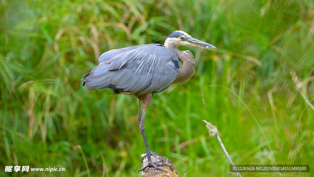 灰鹭立于绿植间