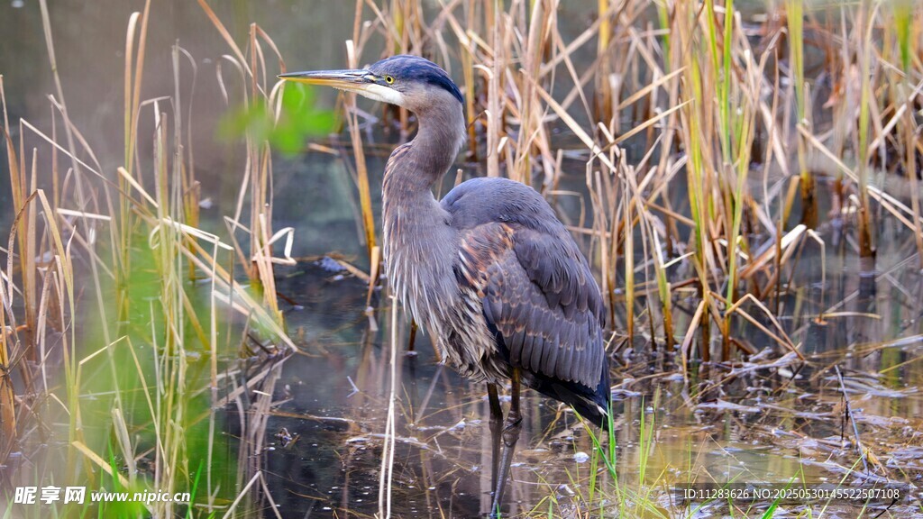 湿地中的灰鹭