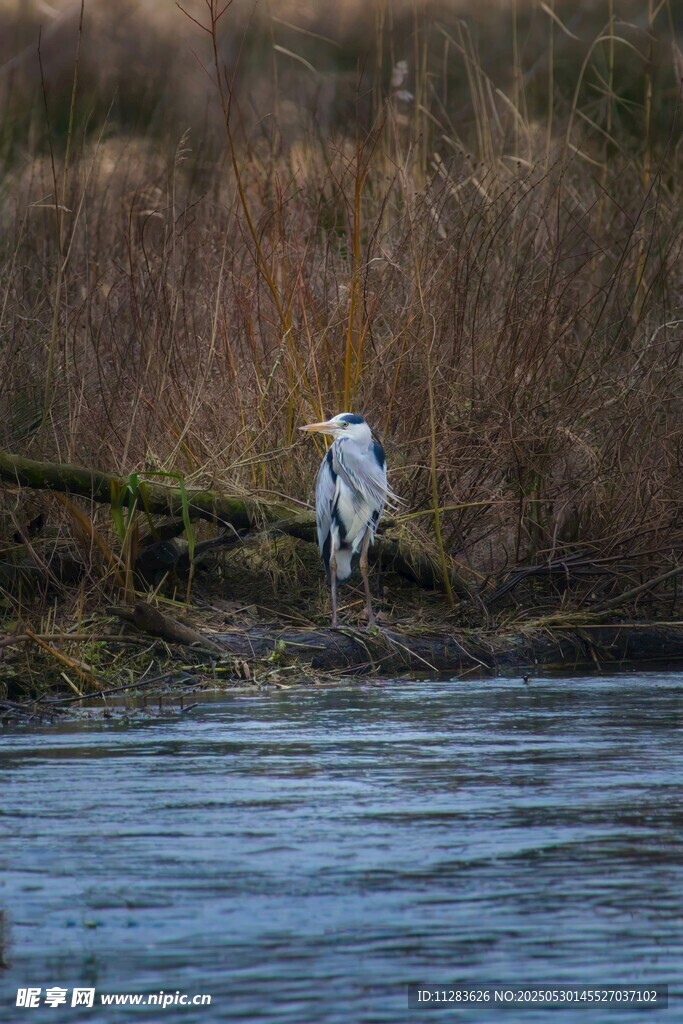 水边白鹭栖息场景