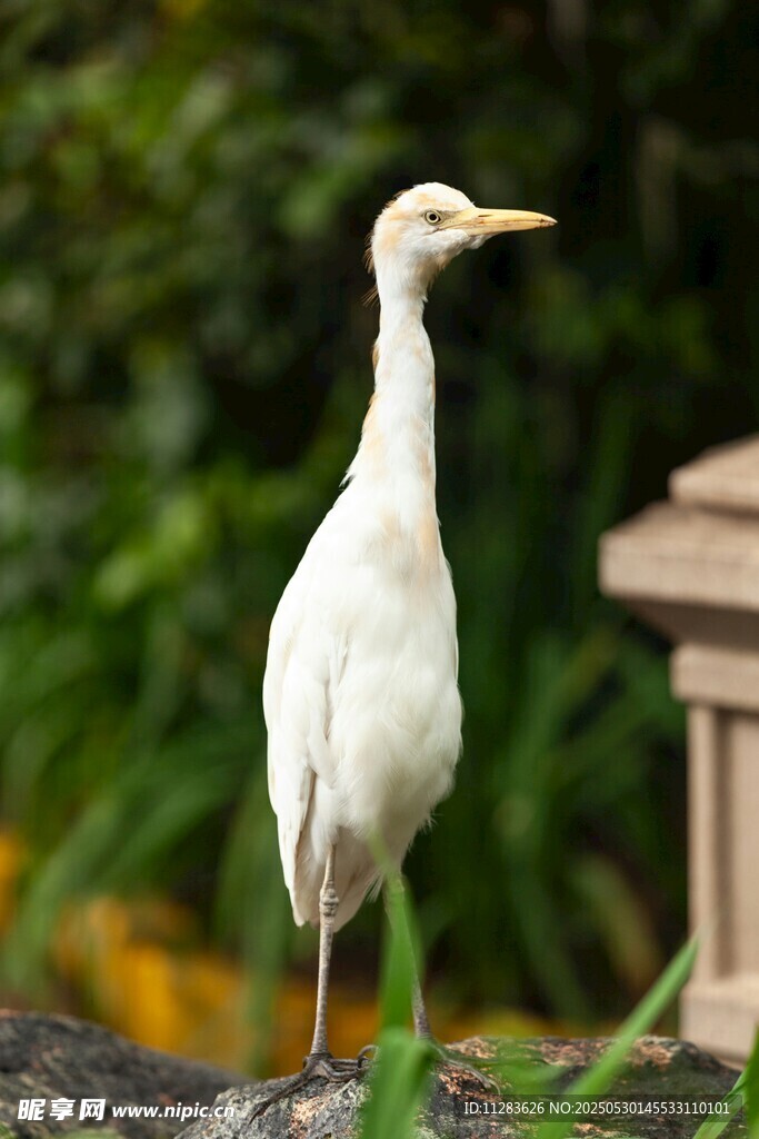 站立的白色鹭鸟