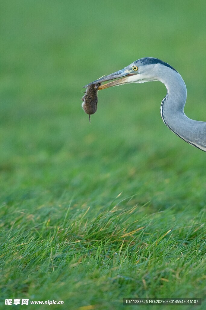 灰鹭草地衔物瞬间