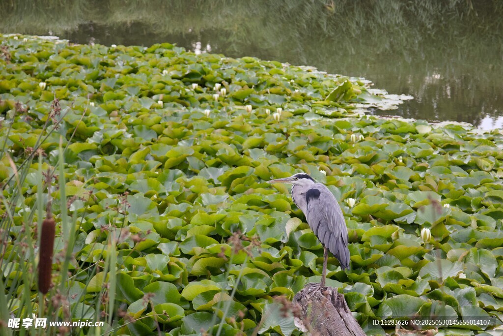 水边绿丛中的灰鹭