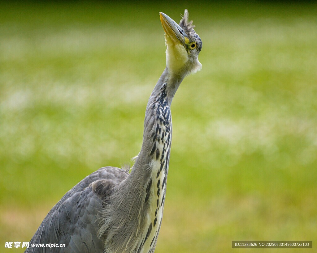 灰鹭仰头望天空