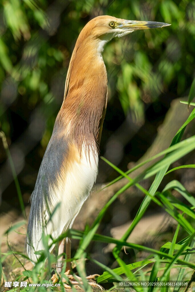 池鹭栖息于翠绿草丛中