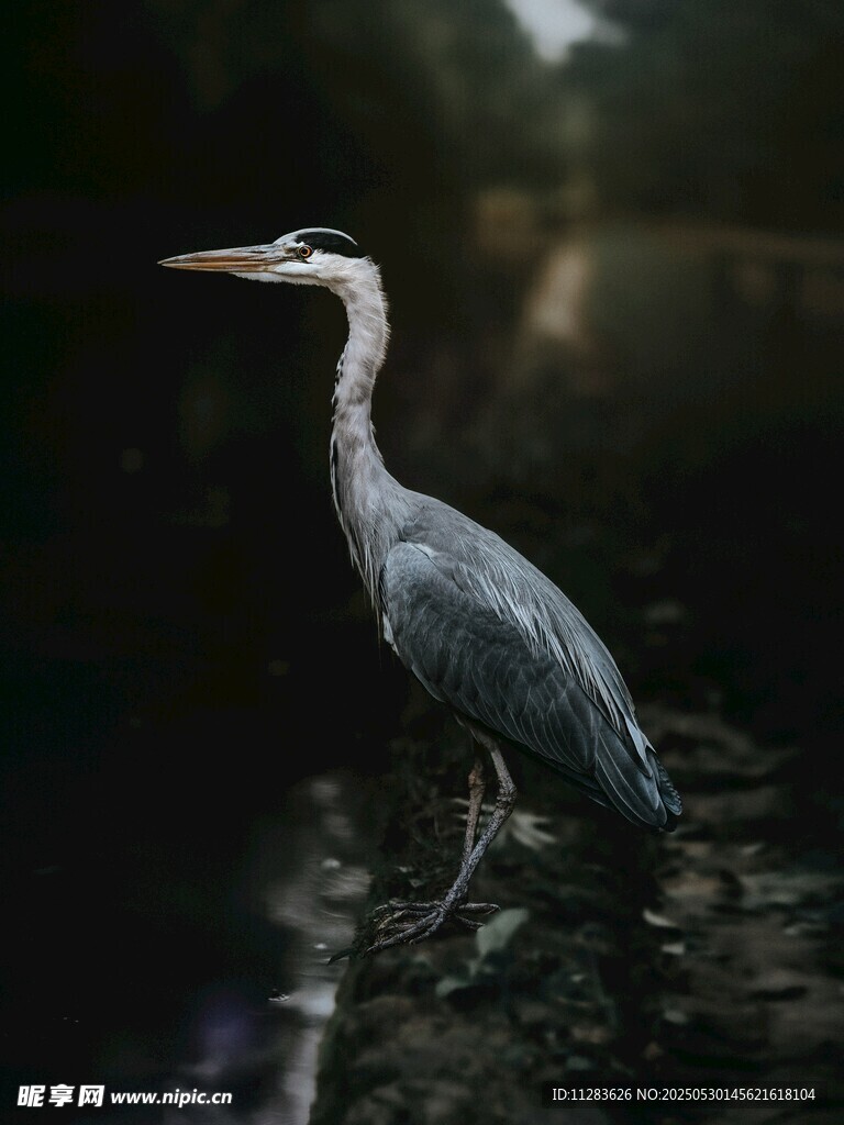 水边伫立的灰鹭