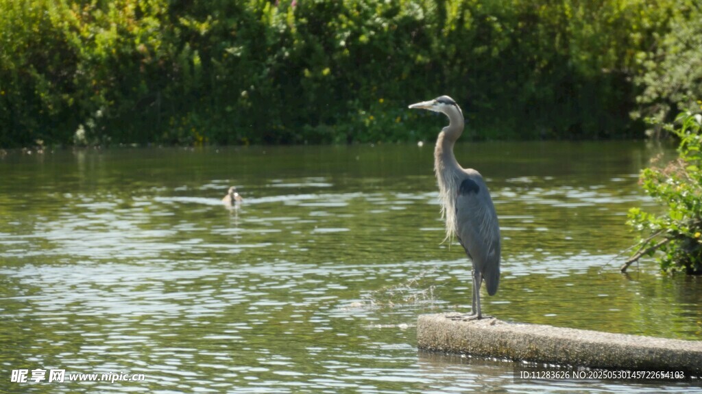 水边鹭鸟静立赏景