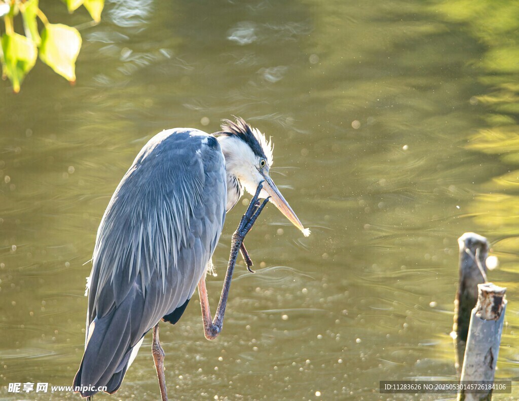 蓝鹭水边专注觅食瞬间