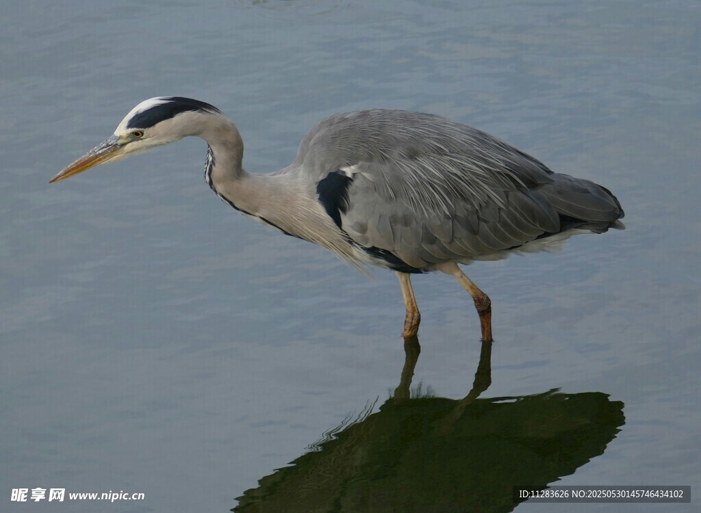 灰鹭立于水面倒影清晰