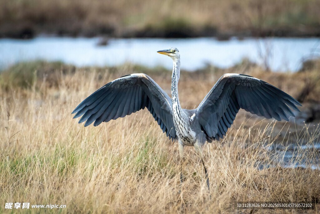 苍鹭于草地间展翅瞬间