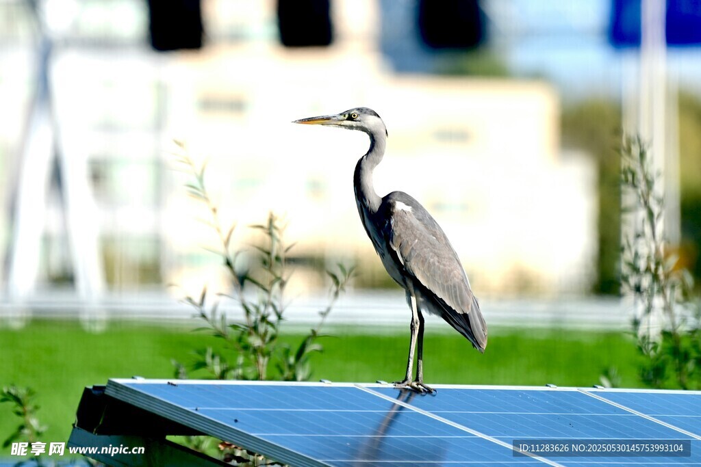 站在太阳能板上的灰鹭
