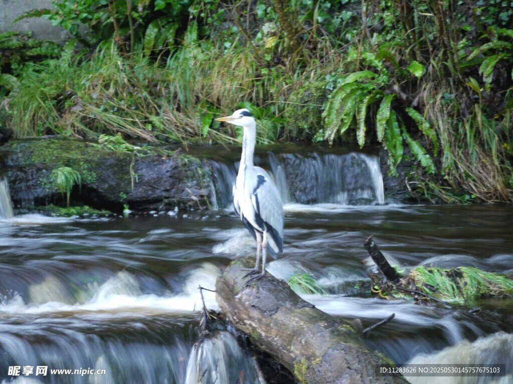 溪边鹭立木 自然野趣景