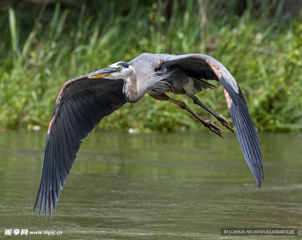 蓝鹭水面展翅飞翔
