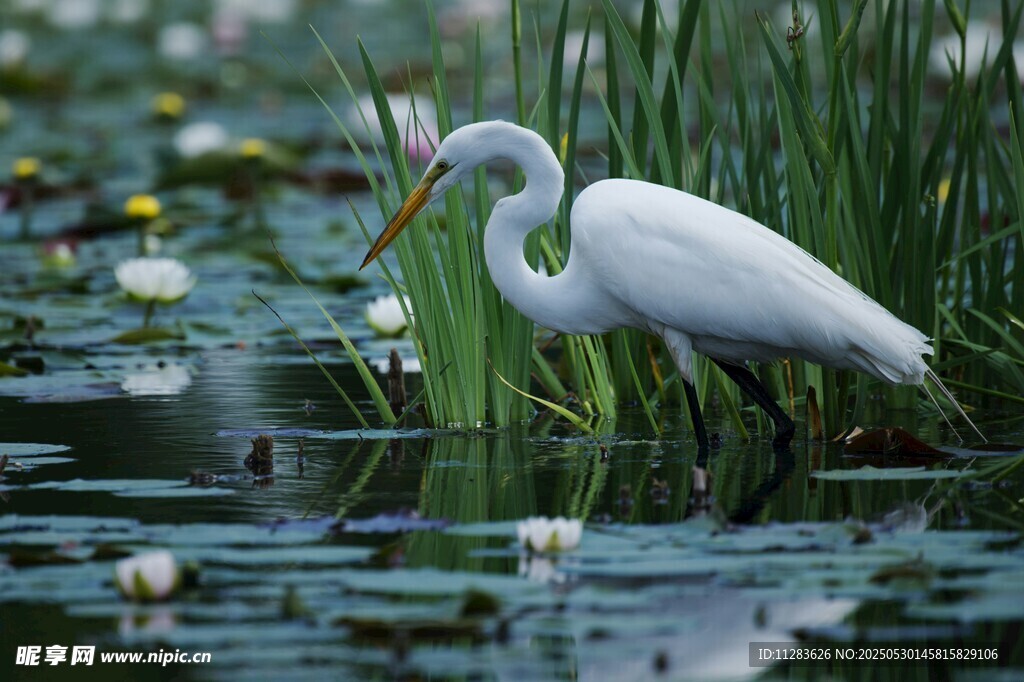 白鹭于荷塘间优雅伫立