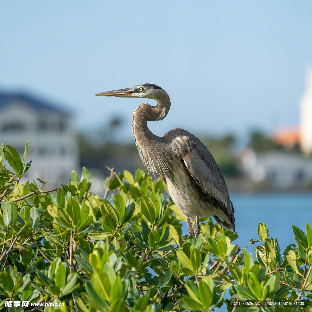 枝头鹭鸟眺望远方景色