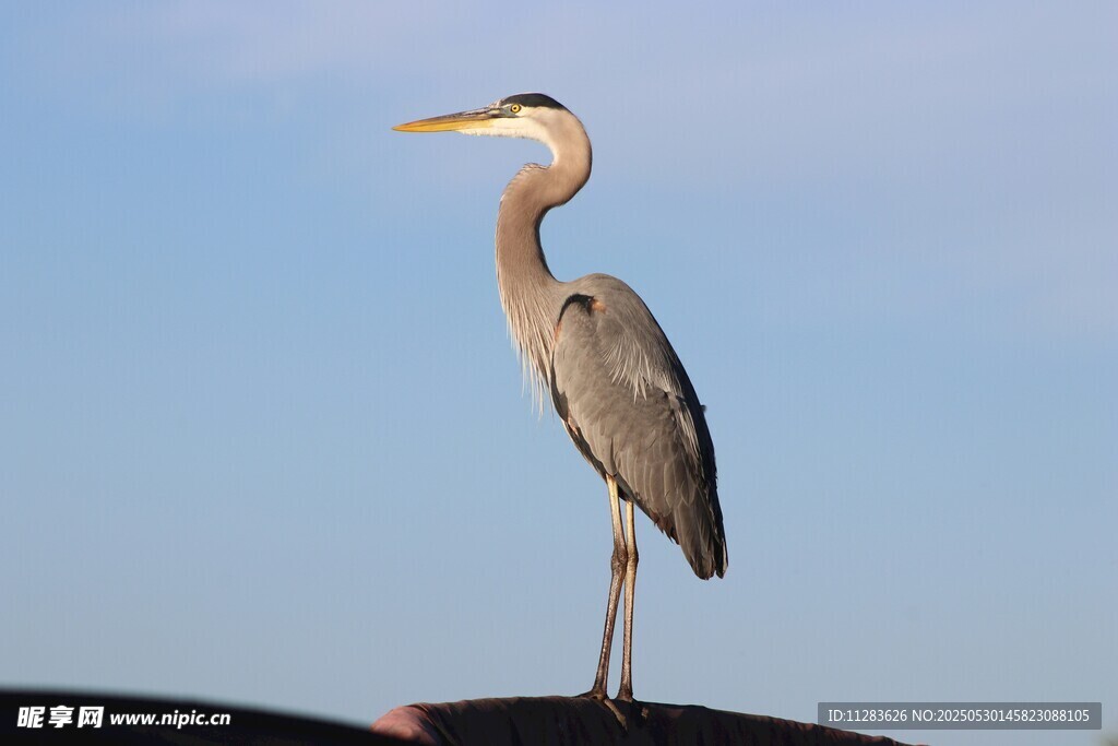 车顶站立的灰鹭