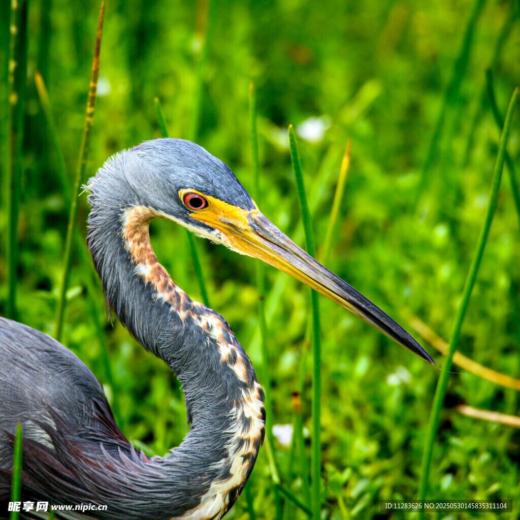 水边长嘴鹭鸟特写