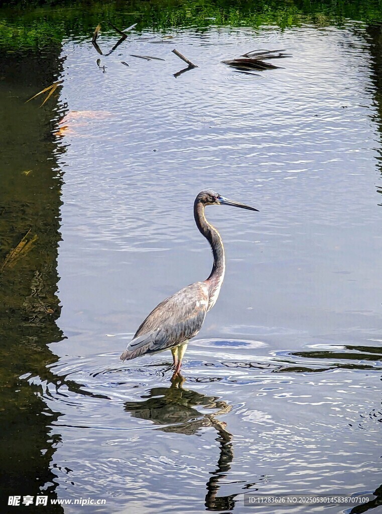 水中伫立的优雅鹭鸟