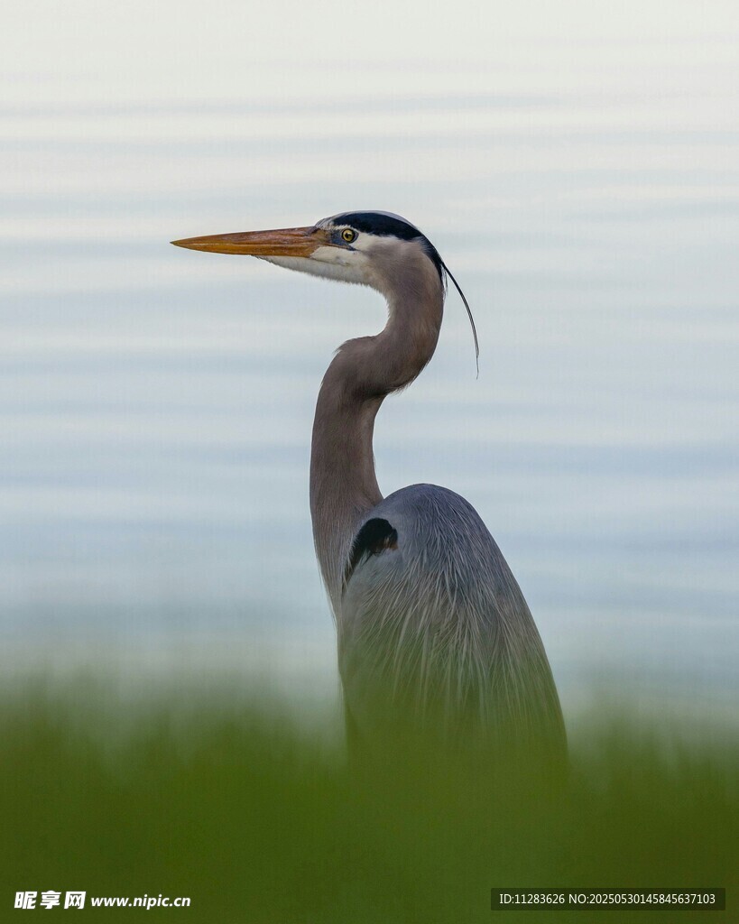 水边伫立的灰鹭