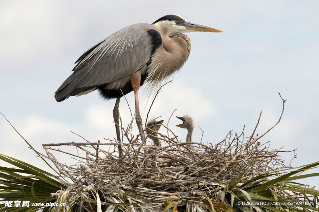 大蓝鹭立于巢穴之上