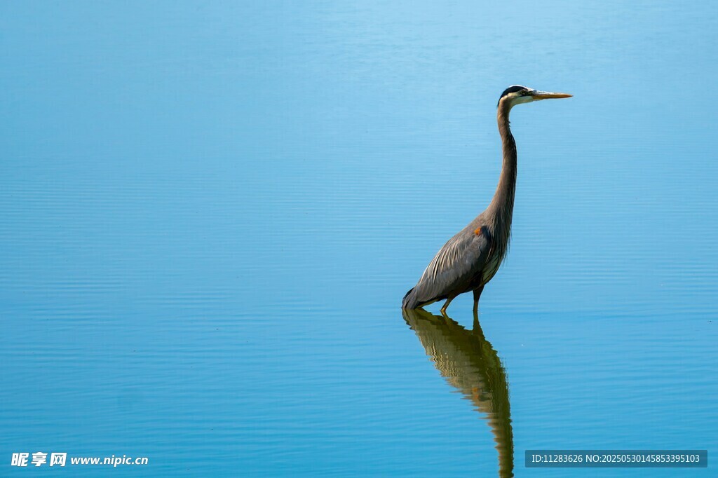 蓝水畔的孤独苍鹭