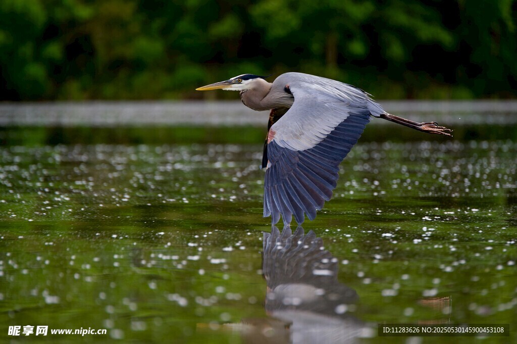 灰鹭于水面展翅飞翔
