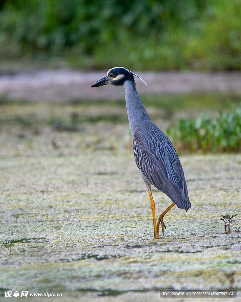水边行走的夜鹭