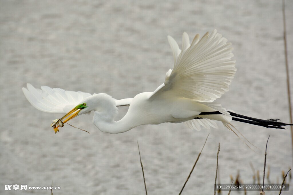 白鹭展翅捕食瞬间