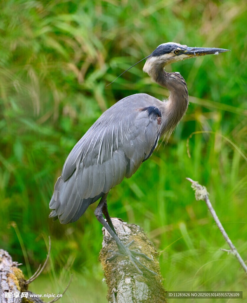 灰鹭立于草丛中