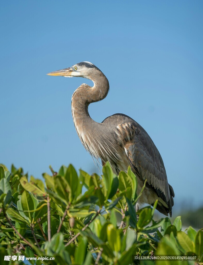 蓝鹭立于绿植上眺望