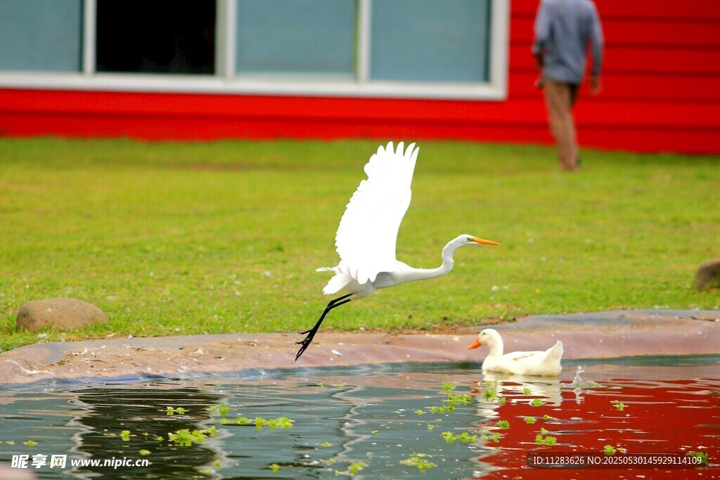 白鹭池塘边展翅欲飞