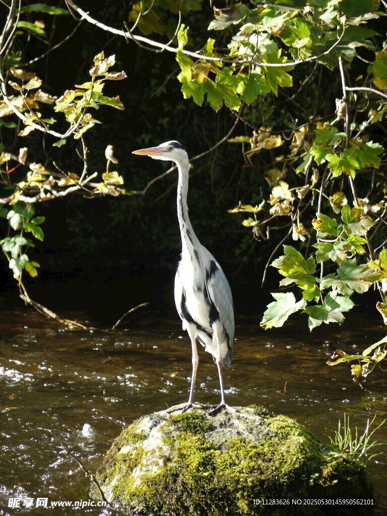 溪边岩石上的苍鹭