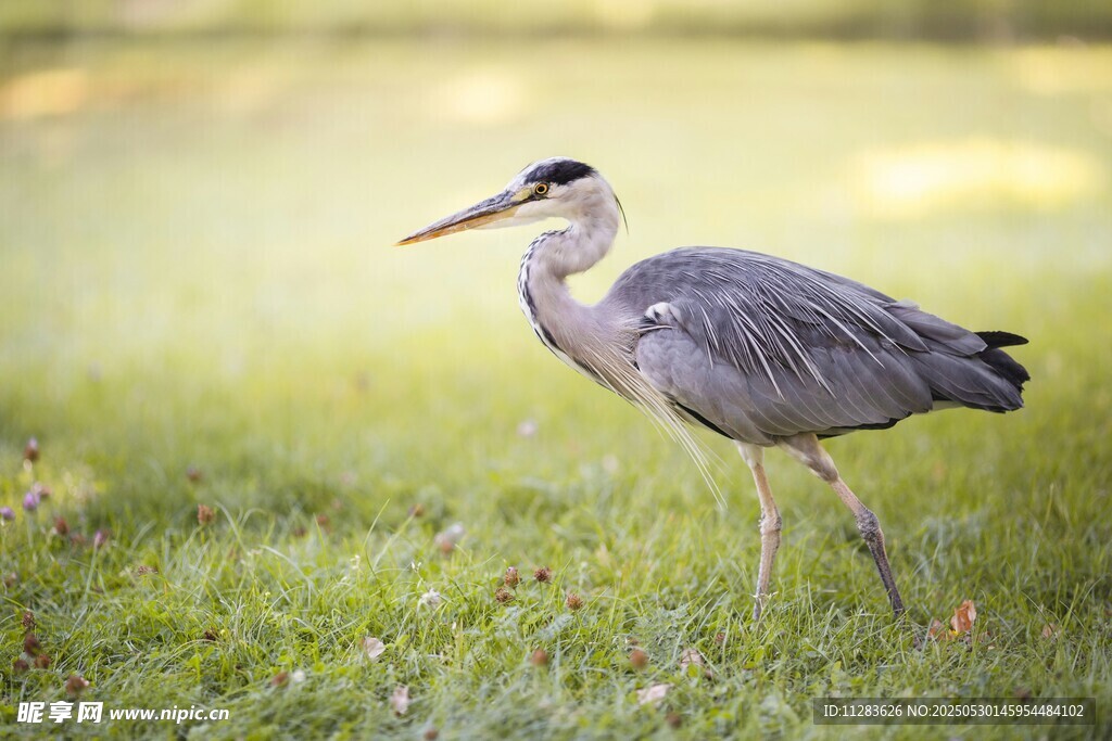 草地上的灰鹭
