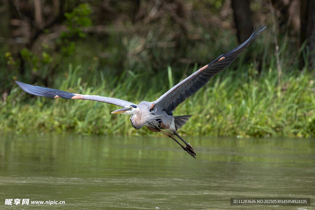 灰鹭于水面展翅飞翔