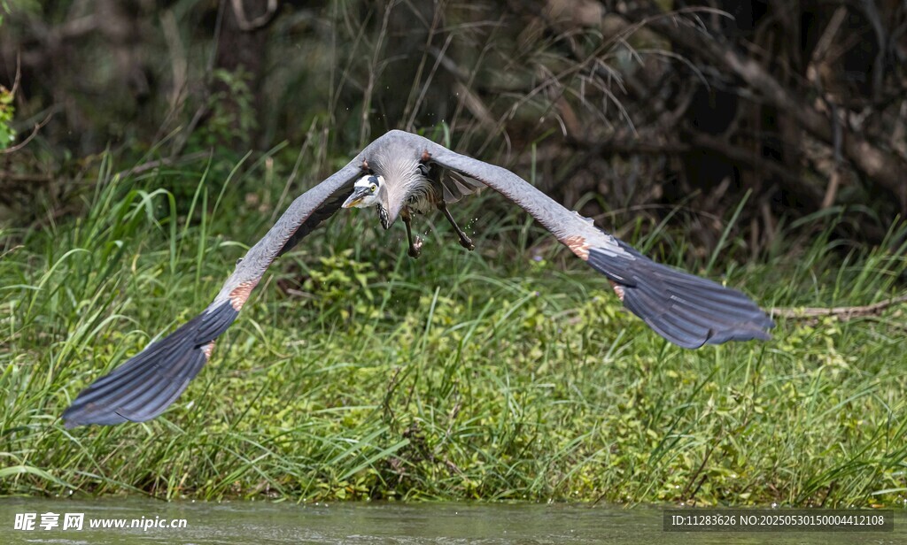 灰鹭展翅飞翔于绿野间