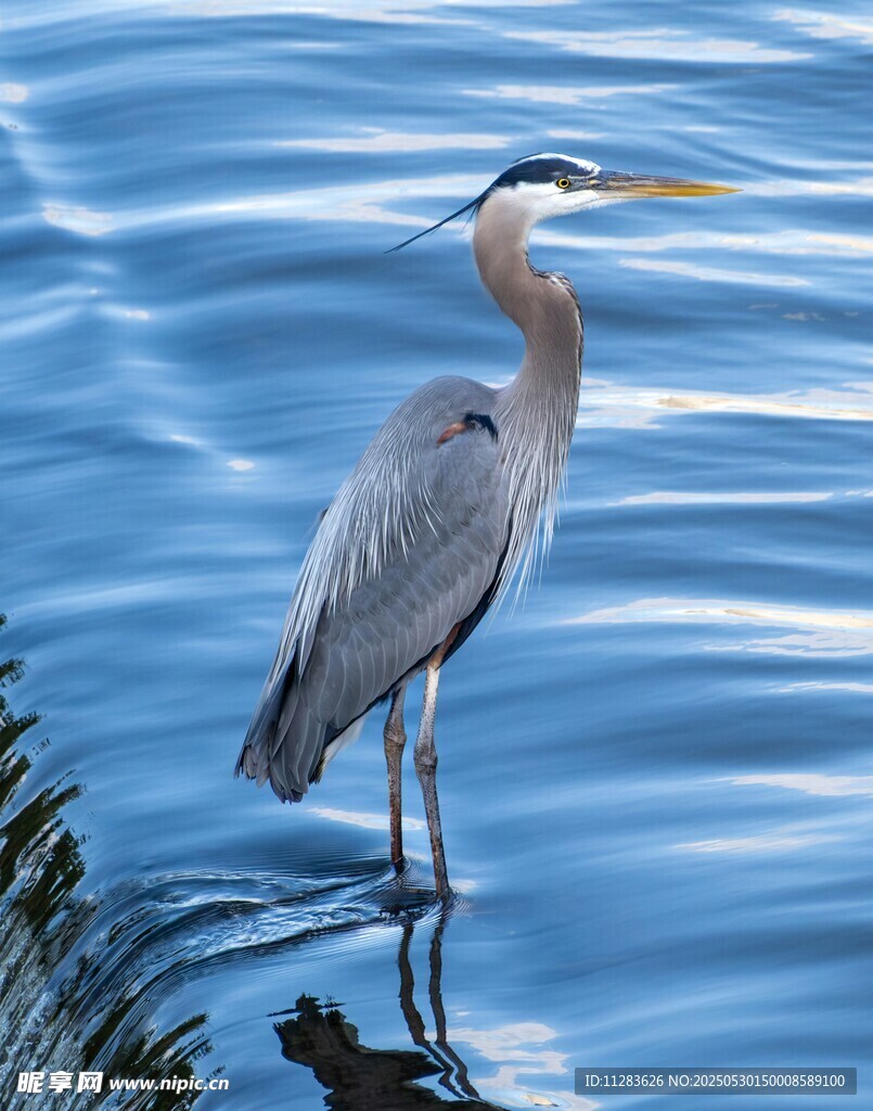 水中伫立的灰鹭