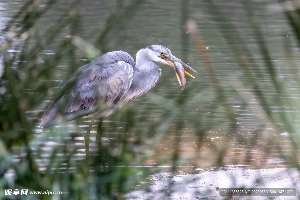 灰鹭捕食瞬间