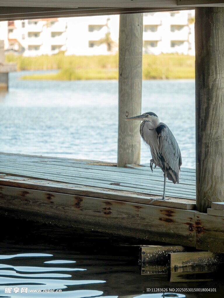 水边木栈道上的灰鹭