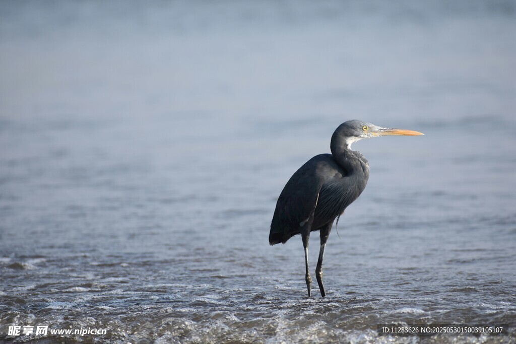 灰鹭独立于水边