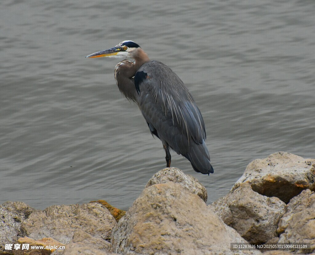 灰鹭立于石上眺望水面