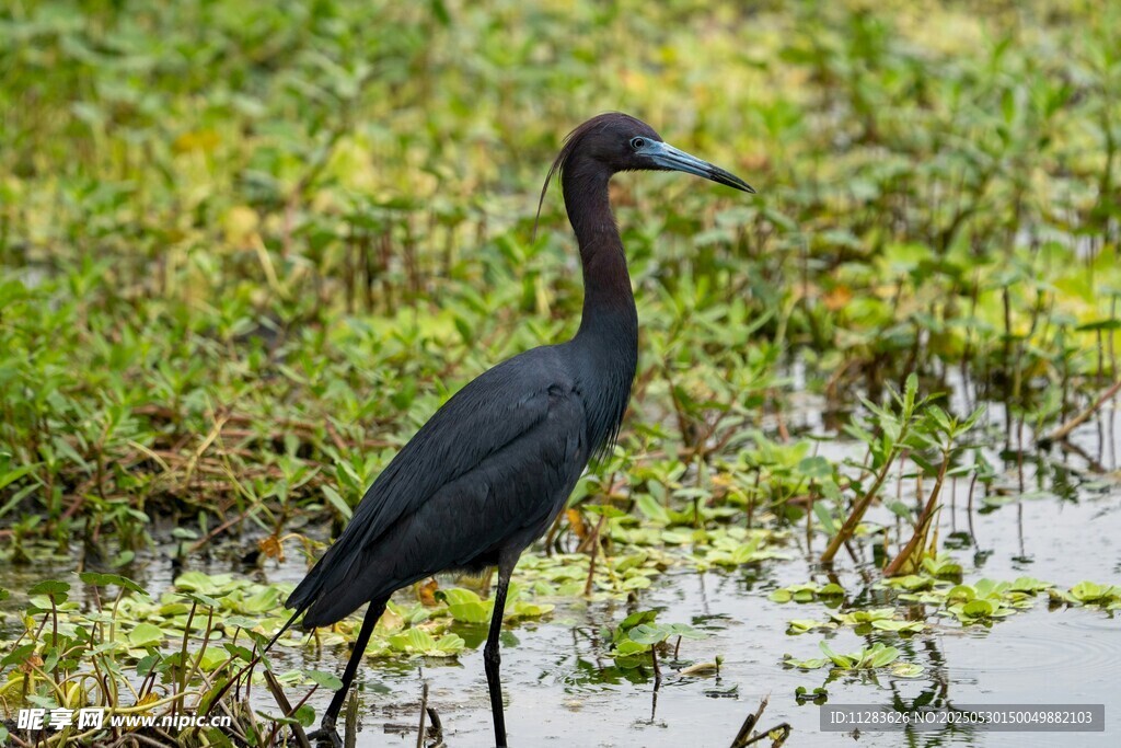 湿地中的黑鹭