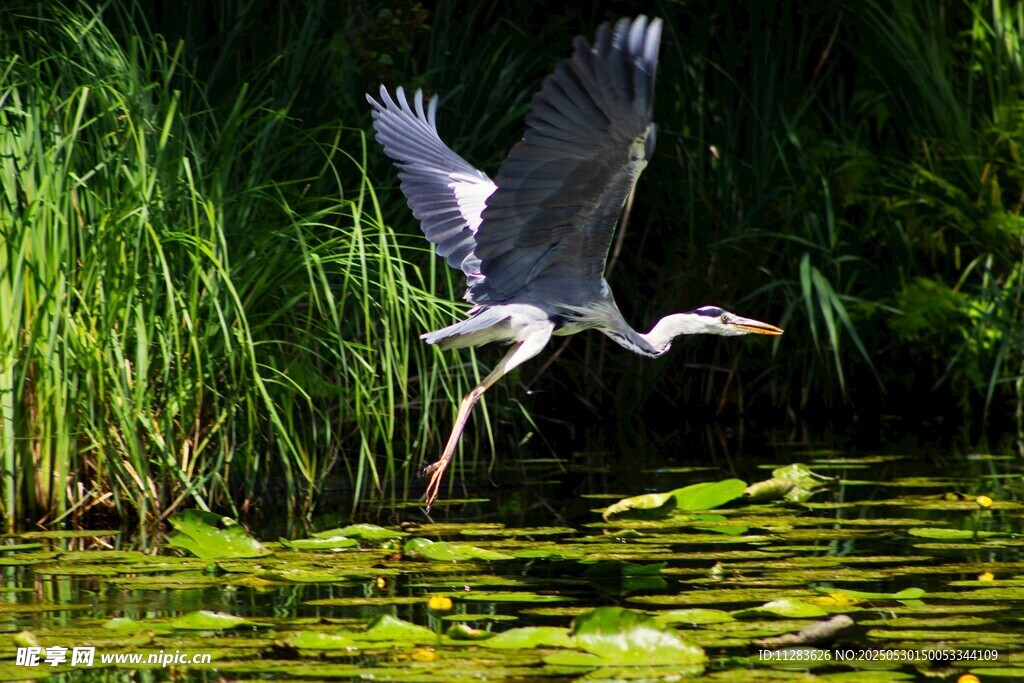 灰鹭于荷塘间展翅飞翔